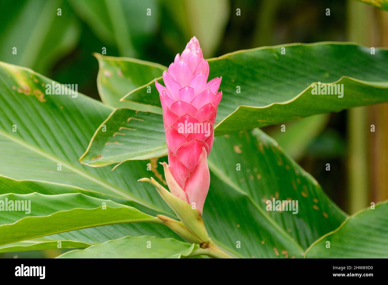 Fleur de gingembre rose (Alpinia purpurata), Costa Rica, Amérique centrale Banque D'Images