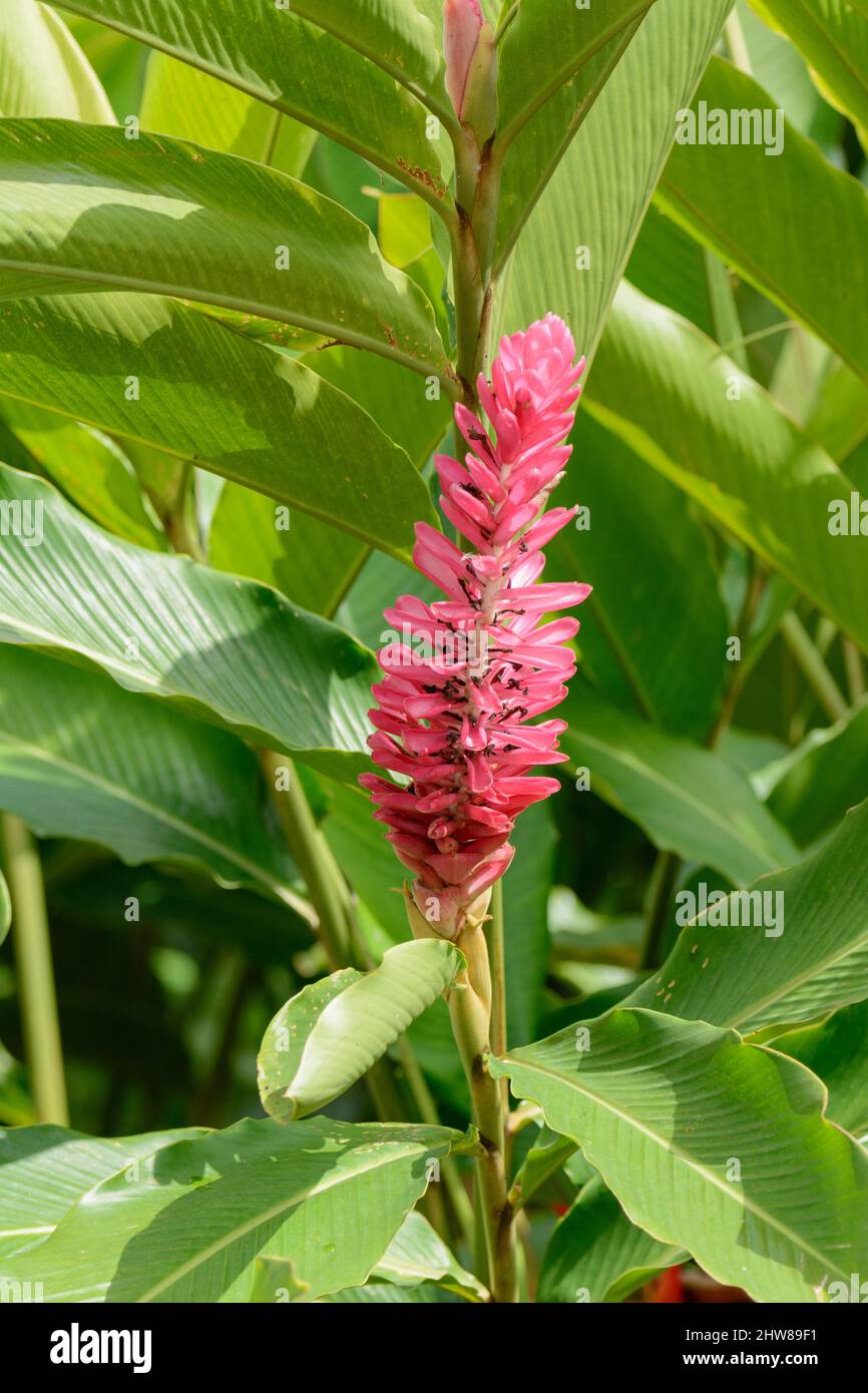 Fleur de gingembre rose (Alpinia purpurata), Costa Rica, Amérique centrale Banque D'Images