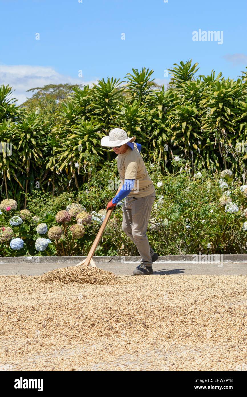 Un ouvrier costaricain ramasse des grains de café pour les sécher au soleil au Doka Coffee Estate, Alajuela, Costa Rica, Amérique centrale Banque D'Images
