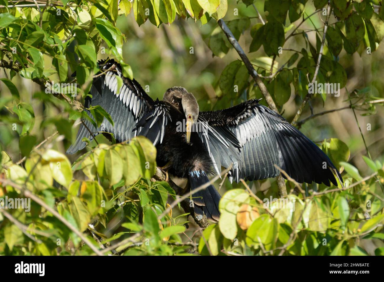 Anhinga oiseau (Anhinga anhinga) prêchant ses plumes dans le parc national de Tortuguero, province de Limon, Costa Rica. Aussi connu sous le nom de snakebird ... plus Banque D'Images