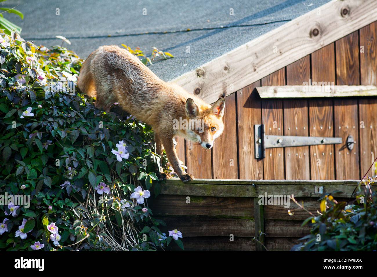 Un renard roux (Vulpes vulpes) visite un jardin de banlieue à Surrey, au Royaume-Uni Banque D'Images
