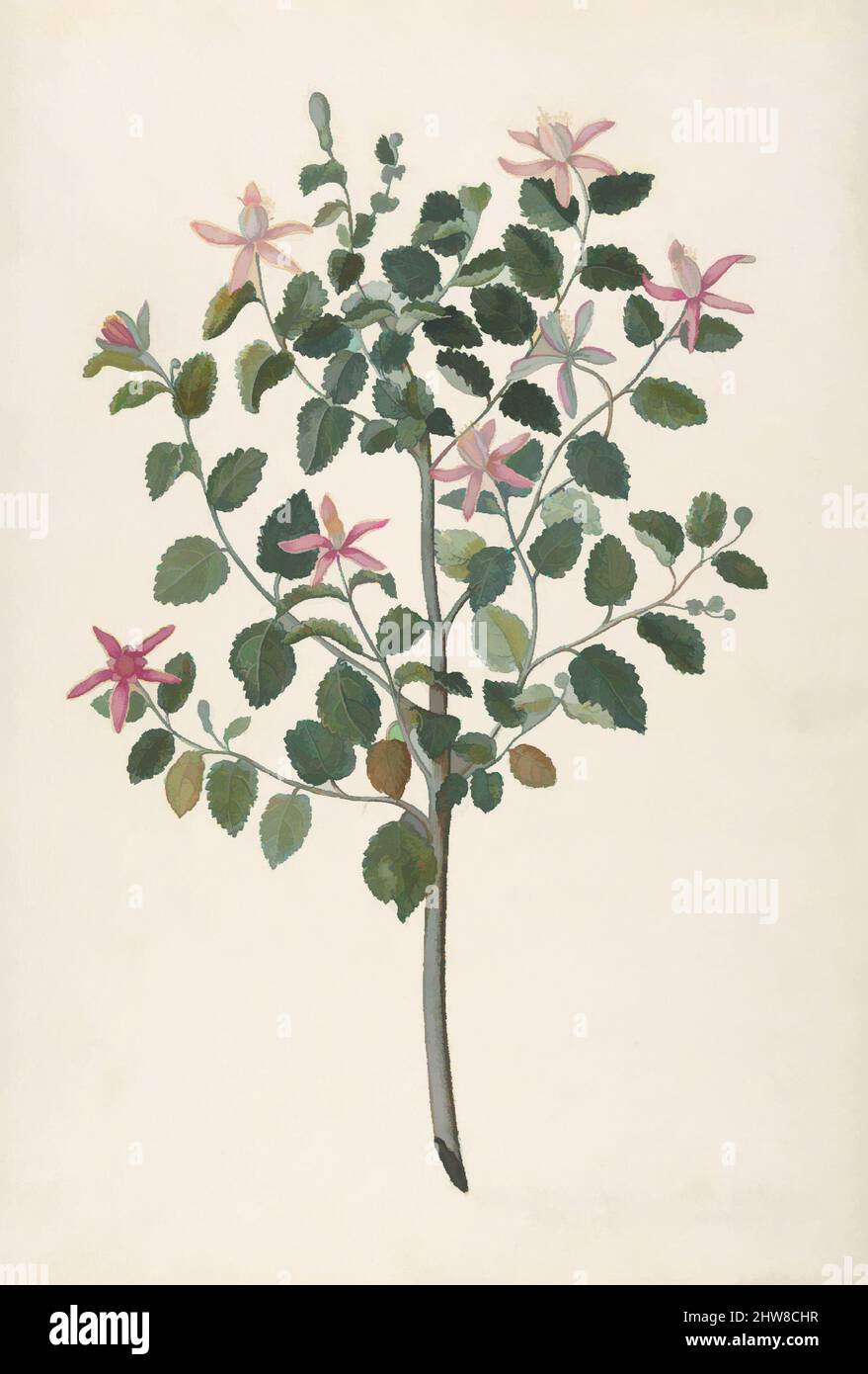 Art inspiré par l'étude d'une plante aux fleurs rouges-pourvoiles (Sebastiana africana purpurea), 1695, Gouache, aquarelle, sur graphite, Feuille : 14 1/8 × 9 3/4 po (35,8 × 24,7 cm), dessins, Maria Monninckx (néerlandais, la Haye 1673 ou 1676–1757 Amsterdam, œuvres classiques modernisées par Artotop avec une touche de modernité. Formes, couleur et valeur, impact visuel accrocheur sur l'art émotions par la liberté d'œuvres d'art d'une manière contemporaine. Un message intemporel qui cherche une nouvelle direction créative. Artistes qui se tournent vers le support numérique et créent le NFT Artotop Banque D'Images