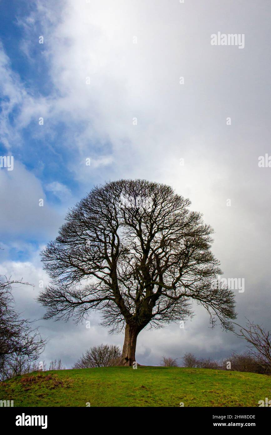Will Shore's Tree sur lequel William Wordsworth a écrit un réseau sonore Près d'Oaker dans le parc national de Derbyshire Dales Peak District Angleterre Royaume-Uni Banque D'Images