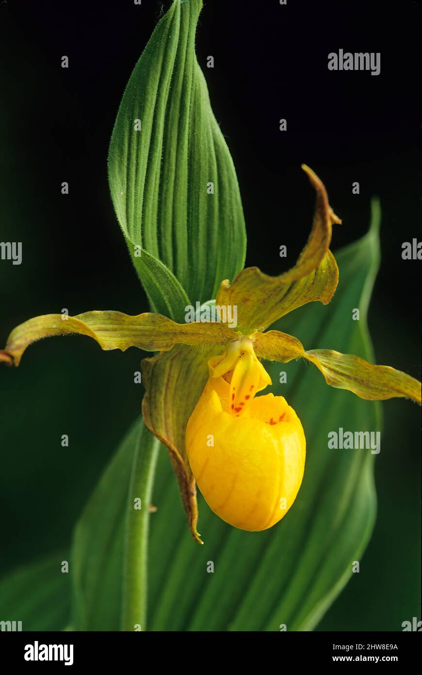 Grande orchidée jaune de lady's Slipper au parc national de la Péninsule-Bruce Ontario Canada Banque D'Images