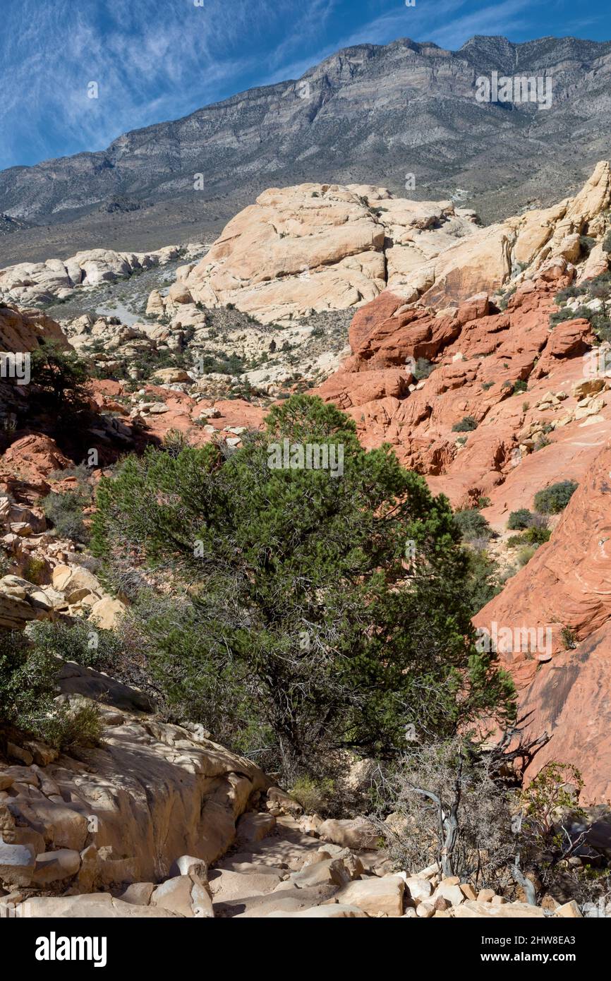 Red Rock Canyon, Nevada. À l'arrière sur le sentier à Calico Tanks. La Madre dans la montagne en arrière-plan se dresse la Keystone. Banque D'Images