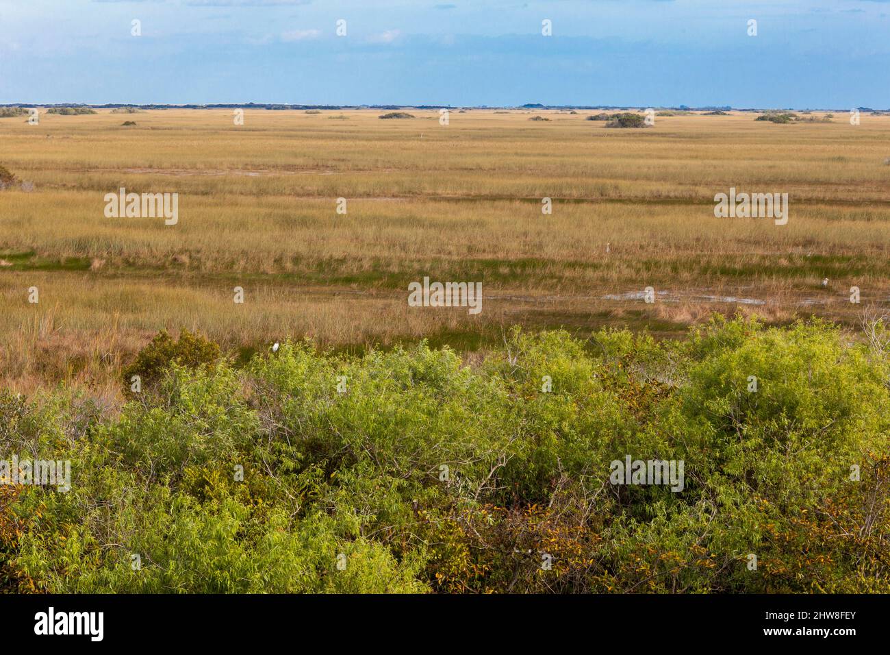 Le Parc National des Everglades, en Floride. Vue sur le marais, les zones humides de la vallée de la tour d'observation de requins. Banque D'Images