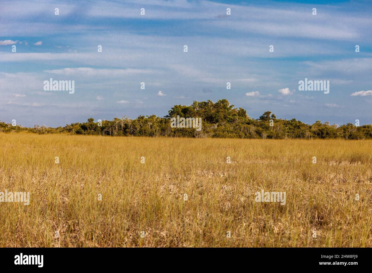 Le Parc National des Everglades, en Floride. Scieries de hamacs s'élever des marais des zones humides. Banque D'Images