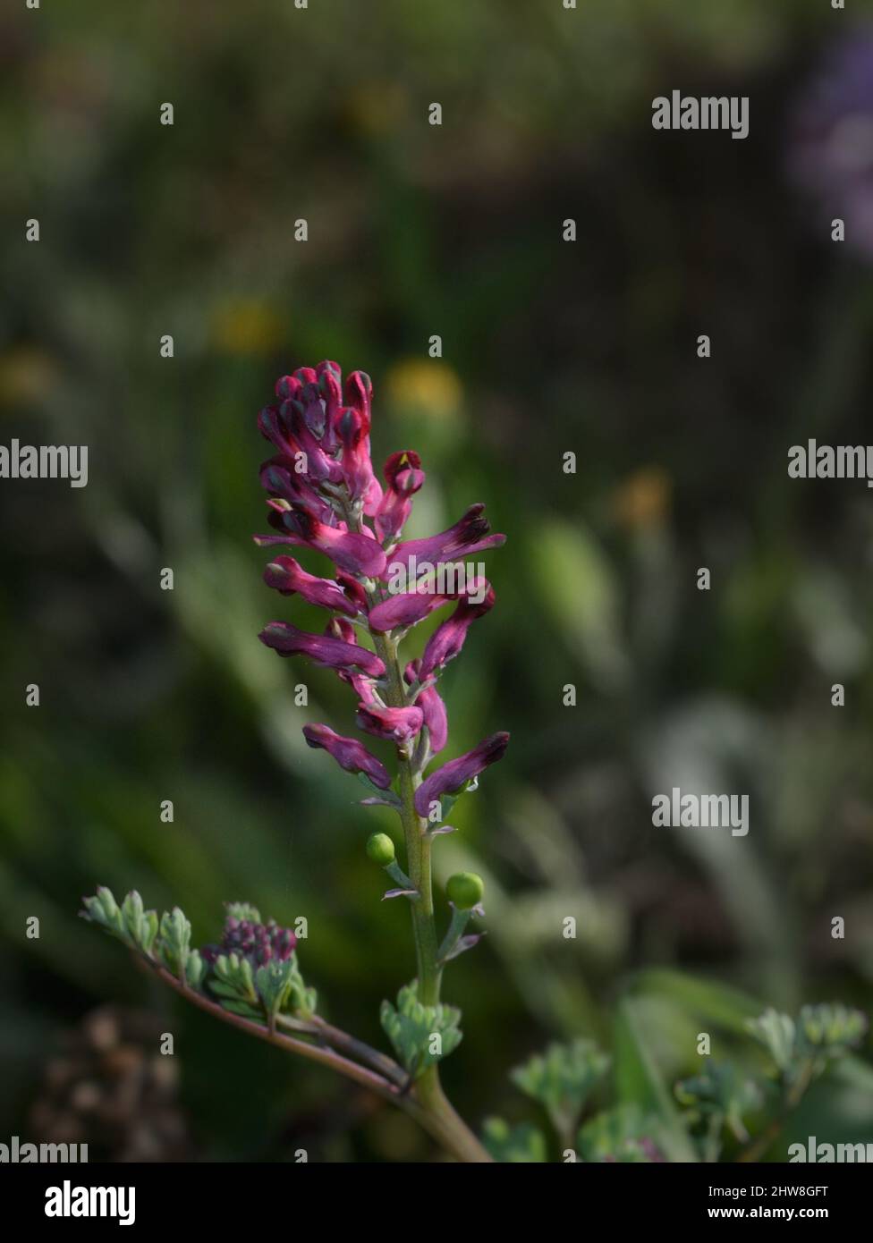 Gros plan de Fumaria officinalis fleur pourpre sur un fond de nature flou Banque D'Images