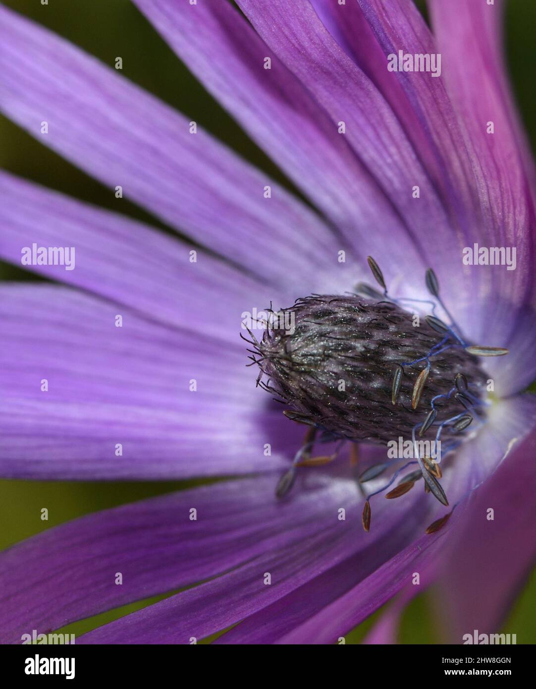 gros plan de fleurs d'anémone rose sauvage sur fond floral de verdure floue Banque D'Images