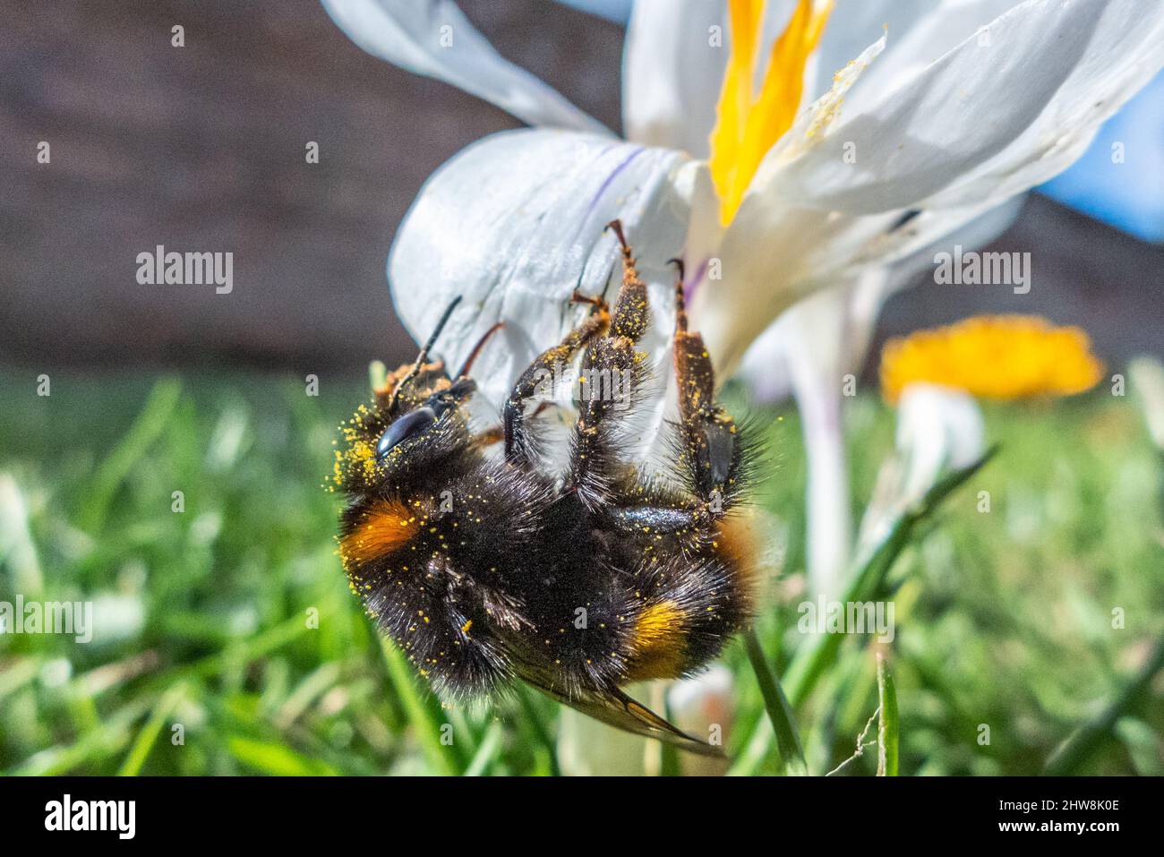 Horsham, février 25th 2022 : une abeille à queue blanche qui récolte du pollen au début du printemps Banque D'Images