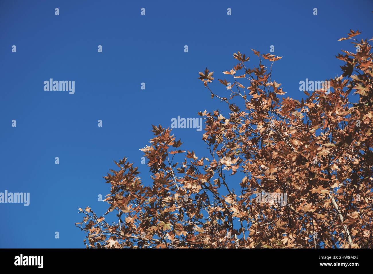 Sécher les feuilles de sycomore sur un fond bleu ciel. Banque D'Images