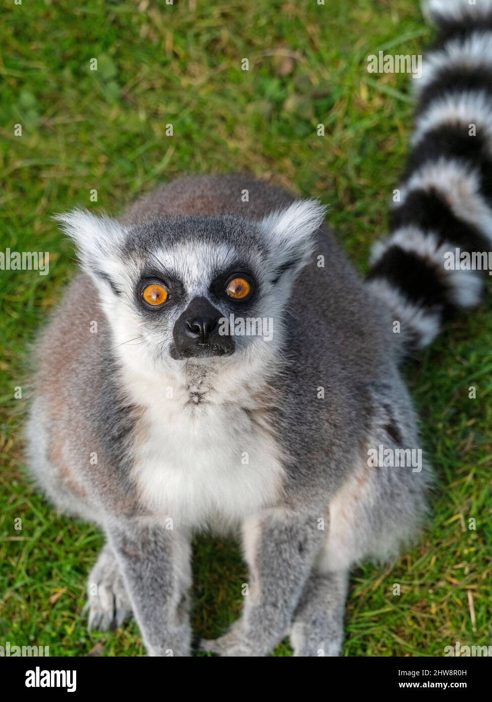 APPAREIL PHOTO NUMÉRIQUE OLYMPUS Banque D'Images