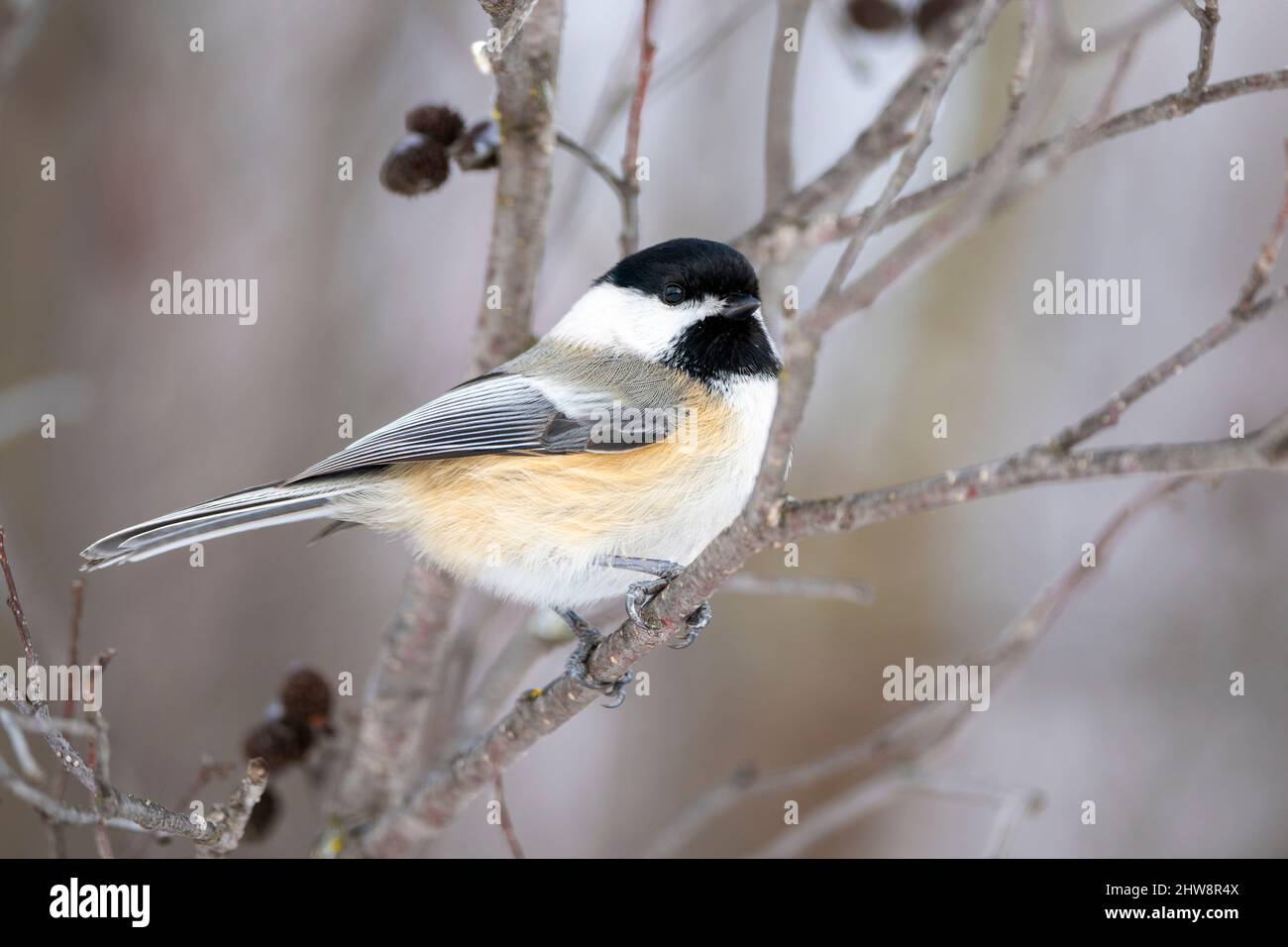 Chichadee à capuchon noir (Poecile arricapillus), hiver, E Amérique du Nord, par Dominique Braud/Dembinsky photo Assoc Banque D'Images