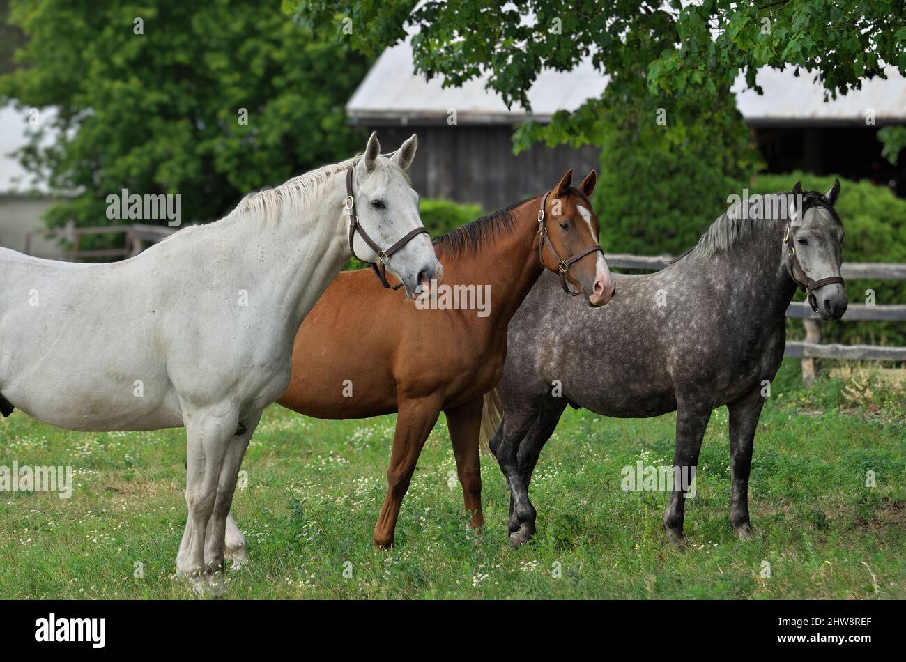 Un cheval blanc, un cheval brun et un cheval d'Appaloosa gris debout côte à côte dans un pré Banque D'Images