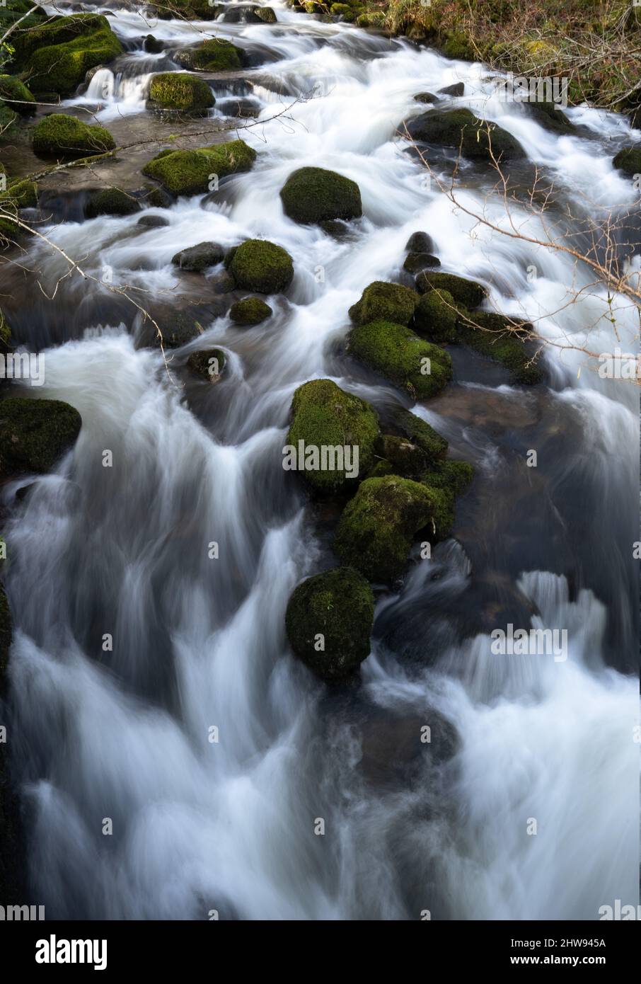 Ruisseau écossais en cascade sur des rochers couverts de mousse dans un cadre boisé naturel Banque D'Images