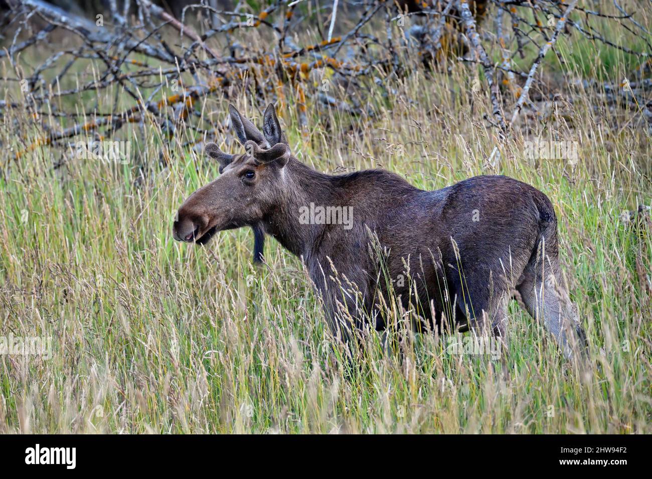 Bull Moose jeunes pâturage sur le hayfield Banque D'Images