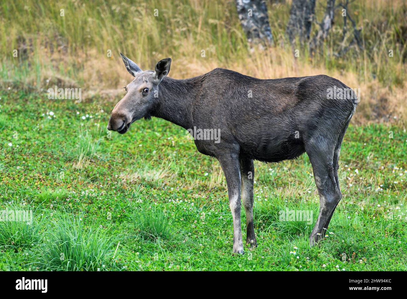 Moose profite du buffet cloverfield. Banque D'Images Moose profite du buffet cloverfield. Banque D'Images