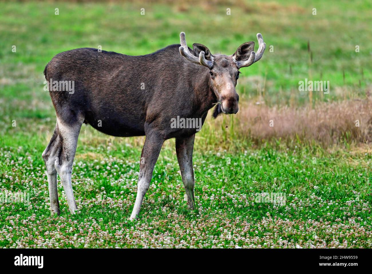 Bull Moose jouit d'du cloverfield buffet. Banque D'Images Bull Moose jouit d'du cloverfield buffet. Banque D'Images
