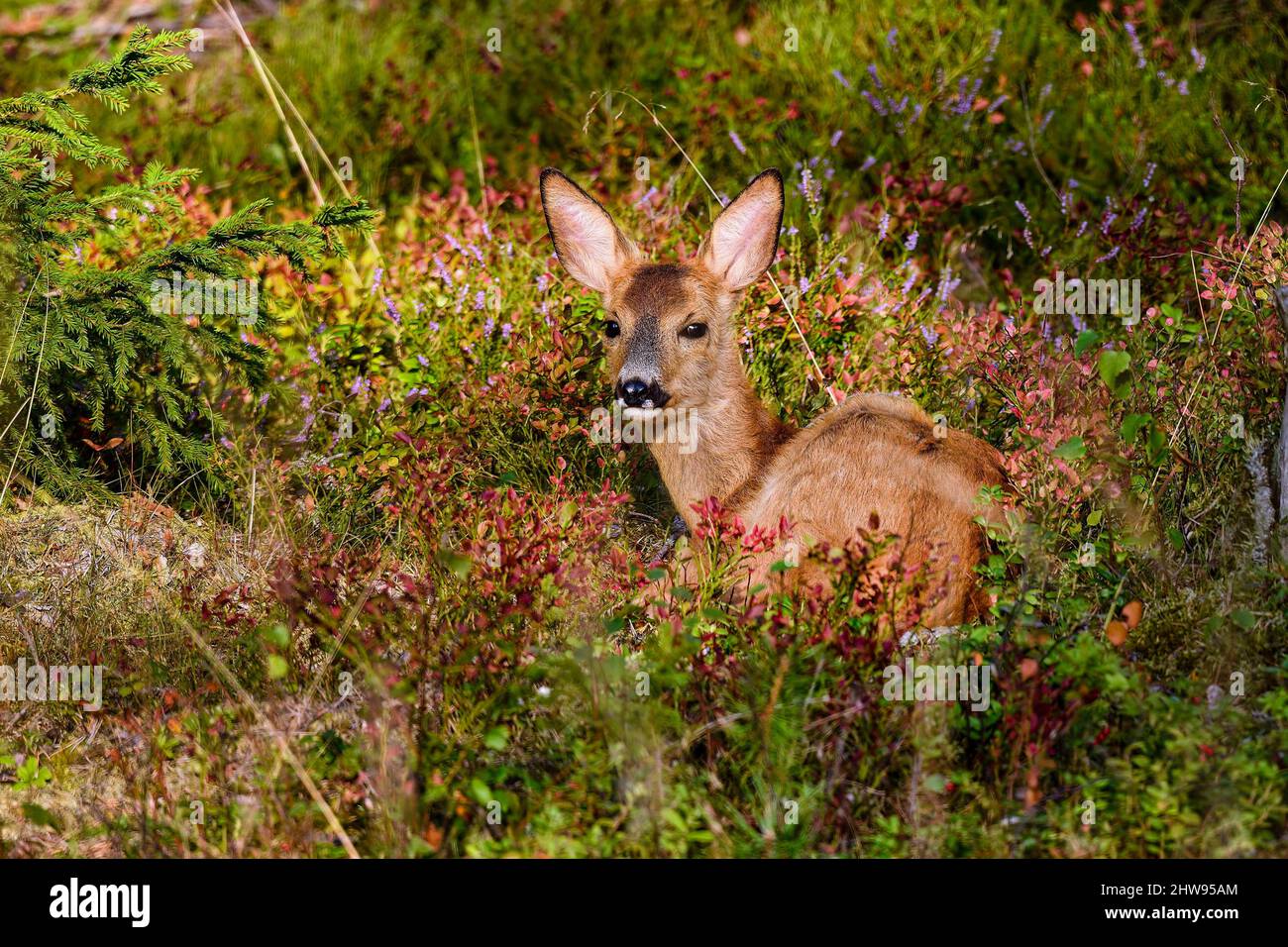 Les chevreuils se repose/se cacher dans la forêt. Banque D'Images