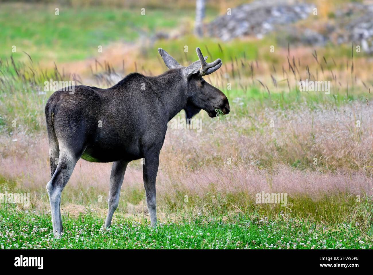 Bull Moose jouit d'du cloverfield buffet. Banque D'Images Bull Moose jouit d'du cloverfield buffet. Banque D'Images