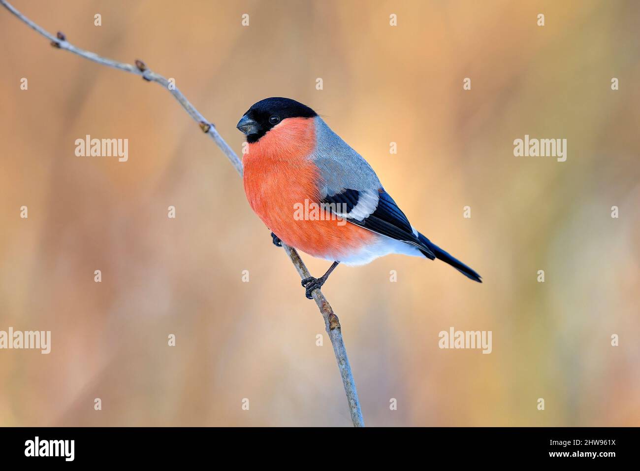 Bullfinch eurasien dans les couleurs d'hiver Banque D'Images