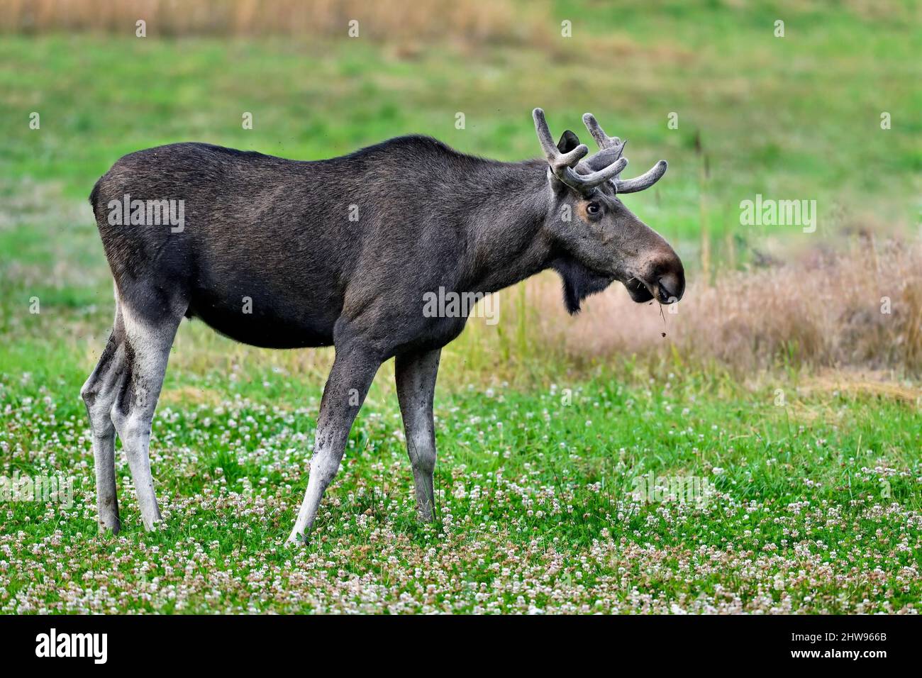 Bull Moose jouit d'du cloverfield buffet. Banque D'Images