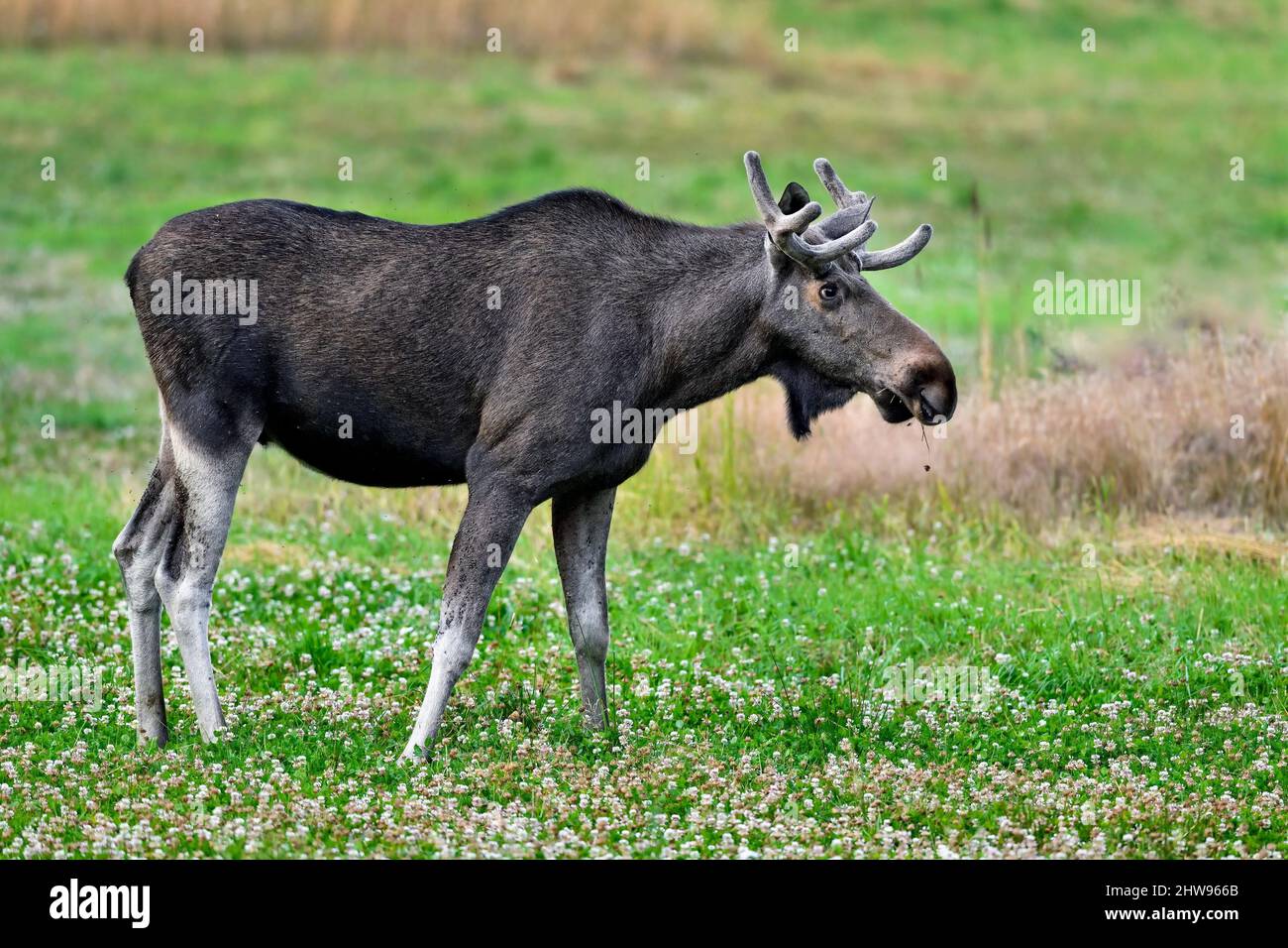 Bull Moose jouit d'du cloverfield buffet. Banque D'Images Bull Moose jouit d'du cloverfield buffet. Banque D'Images