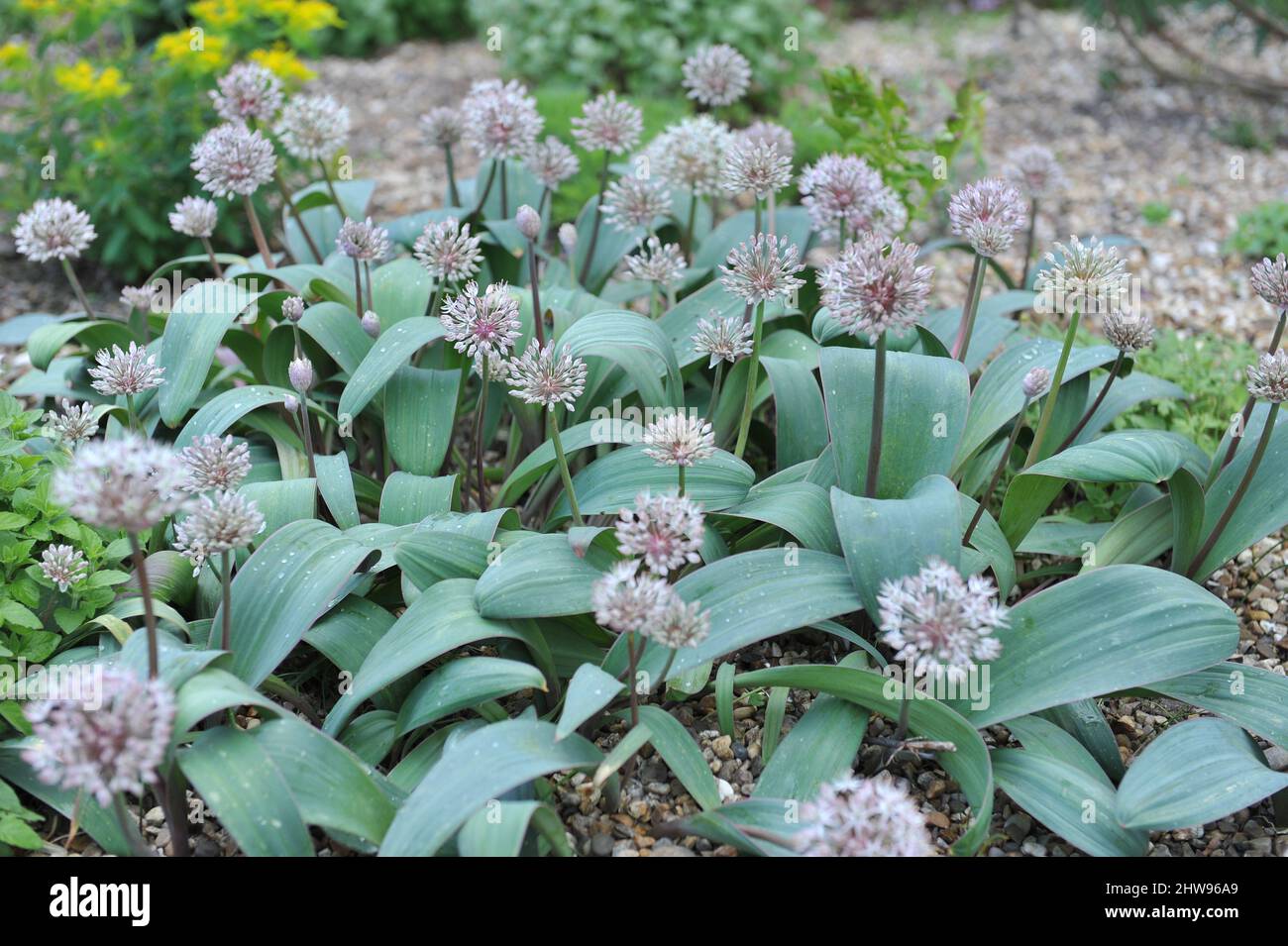 L'ail Kara Tau (Allium carataviense) avec un large feuillage gris bleuâtre fleurit dans un jardin en mai Banque D'Images