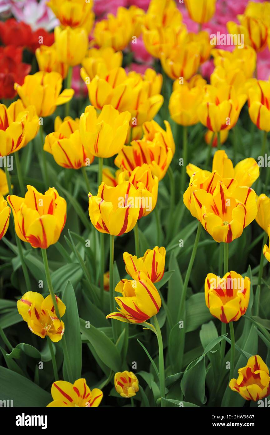 Tulipe jaune et rouge (Tulipa) la flamme de la dame fleurit dans un jardin en avril Banque D'Images