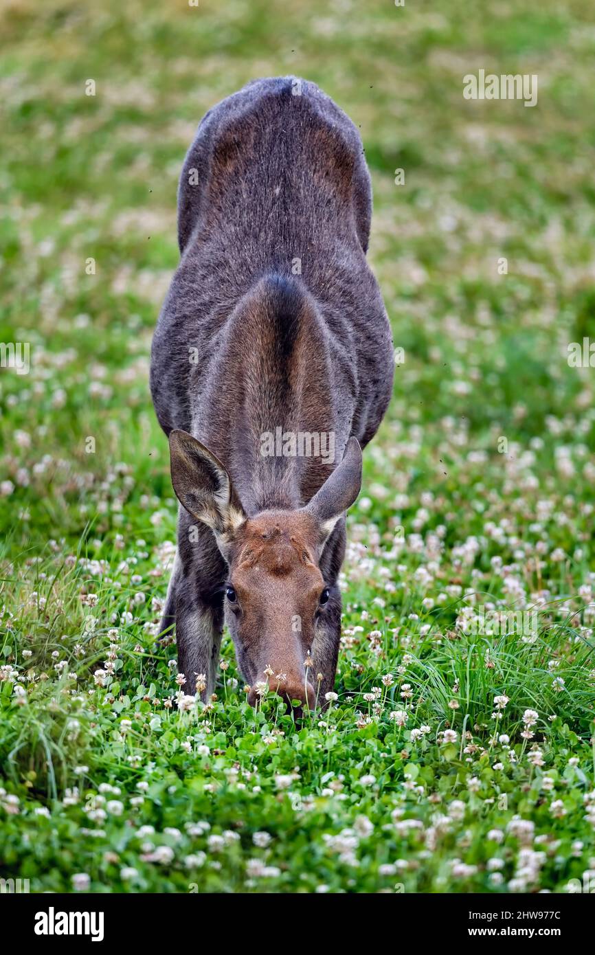 Moose profite du buffet cloverfield. Banque D'Images Moose profite du buffet cloverfield. Banque D'Images