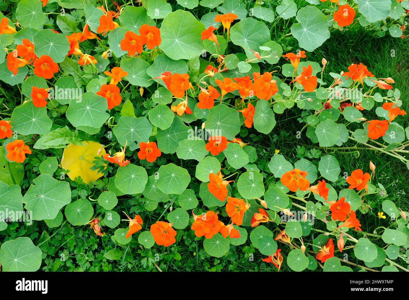 Naturtium, Tropaeolum majus, traînant dans le sol du jardin. Fleurs rouges et feuilles vertes. Banque D'Images