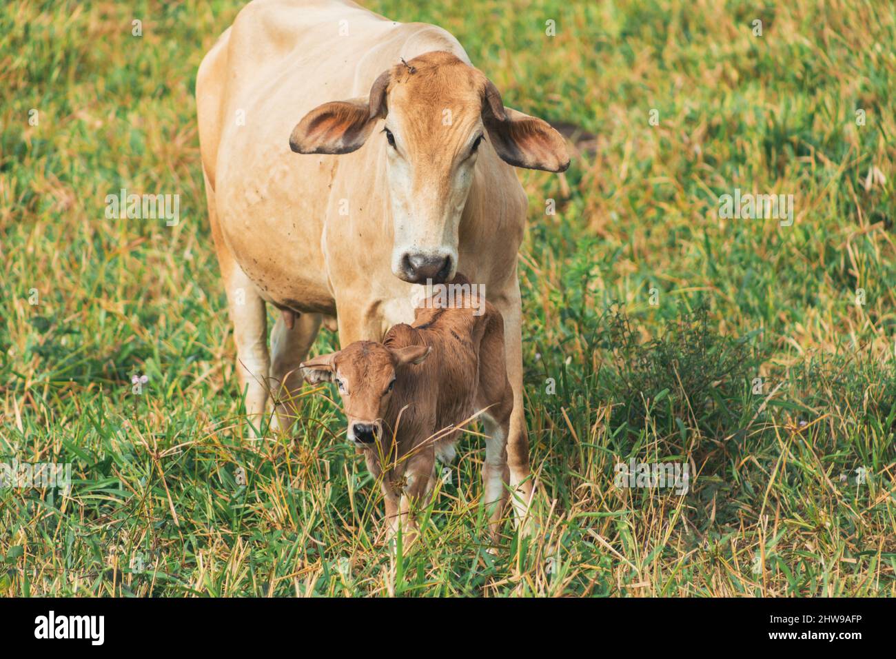 vaches de couleur chocolat dans le champ, au repos et en mangeant de l'herbe Banque D'Images