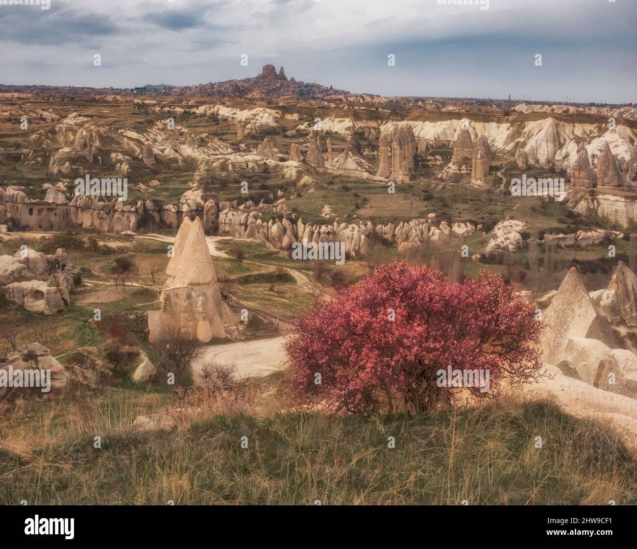 Abricot rose sauvage en fleurs au printemps sur le fond de la Cappadoce en Turquie Banque D'Images