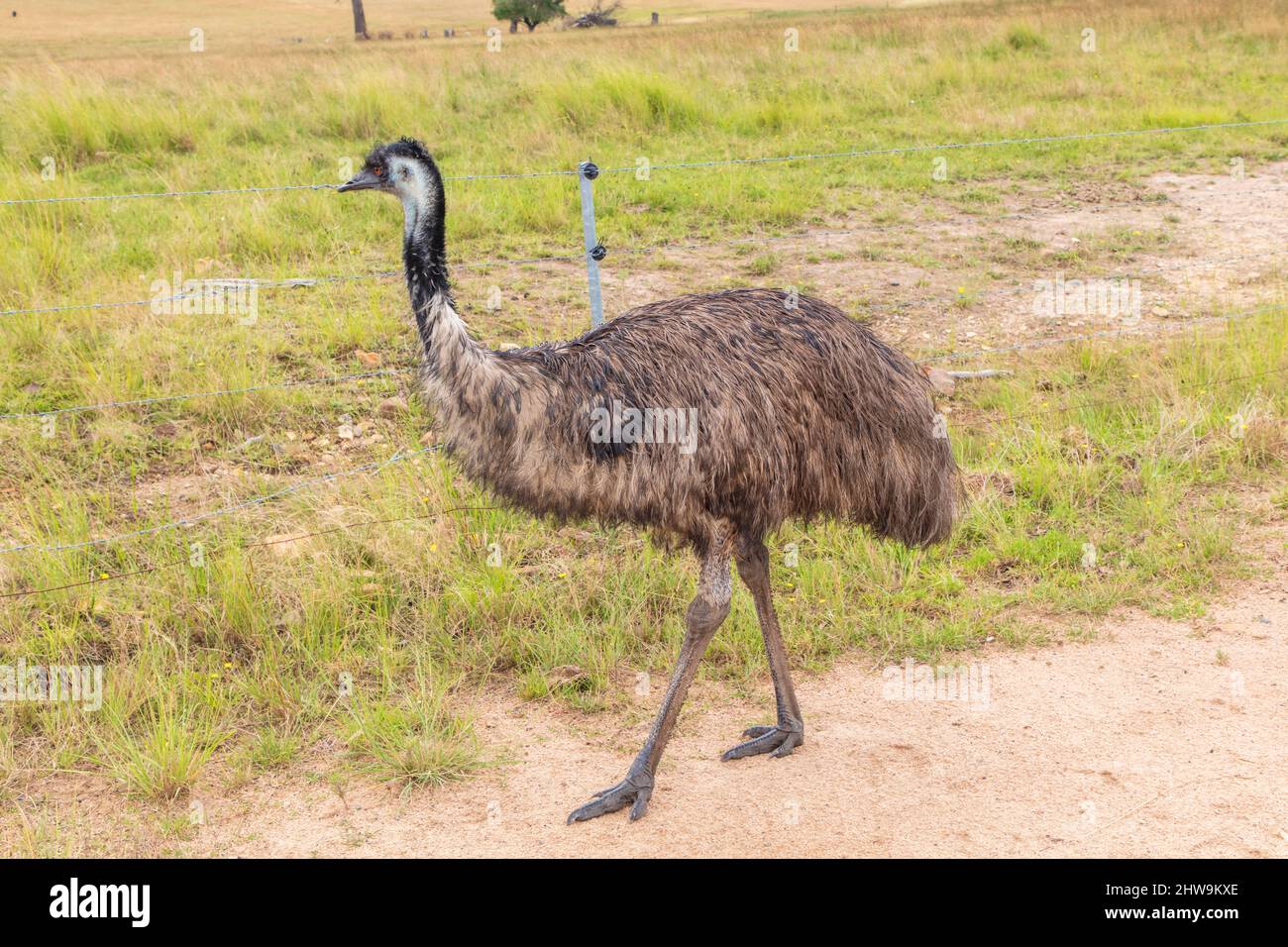 Photographie d'un grand émeu adulte sur une piste de terre dans les plateaux centraux de la Nouvelle-Galles du Sud en Australie. Banque D'Images