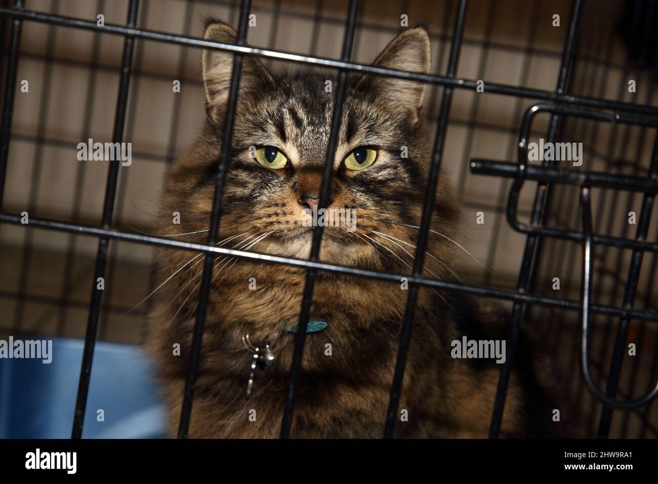 Long cheveux mâle Tabby chat sur cage repos après chirurgie Surrey Angleterre Banque D'Images