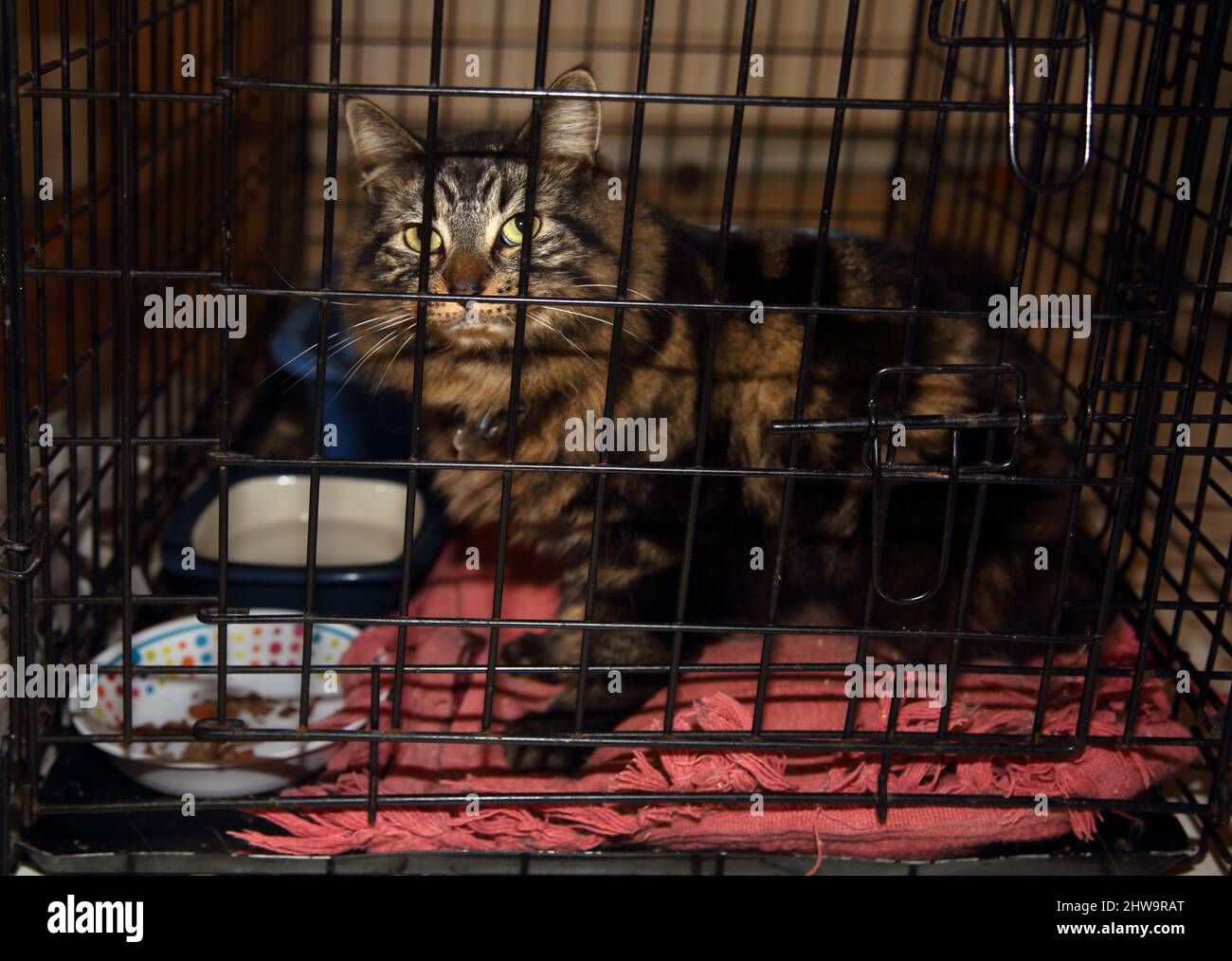 Long cheveux mâle Tabby chat sur cage repos après chirurgie Surrey Angleterre Banque D'Images