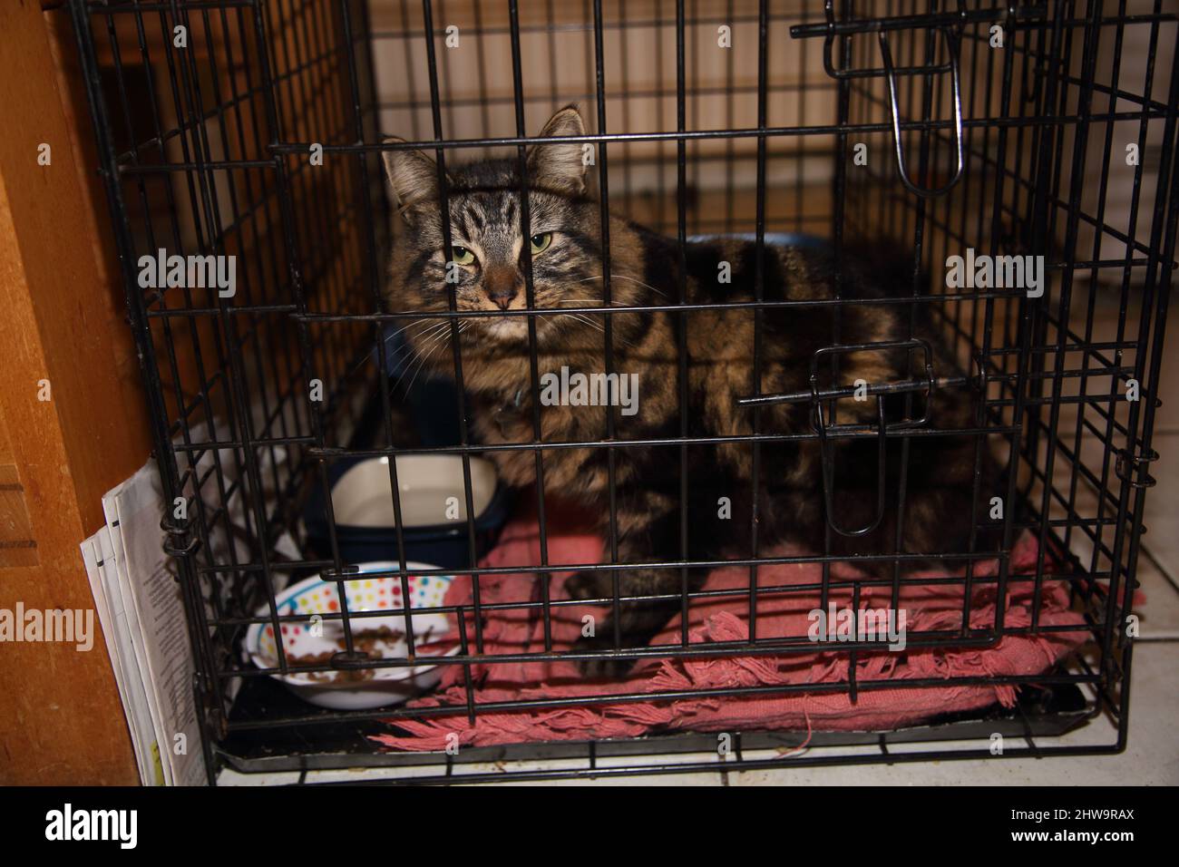 Long cheveux mâle Tabby chat sur cage repos après chirurgie Surrey Angleterre Banque D'Images