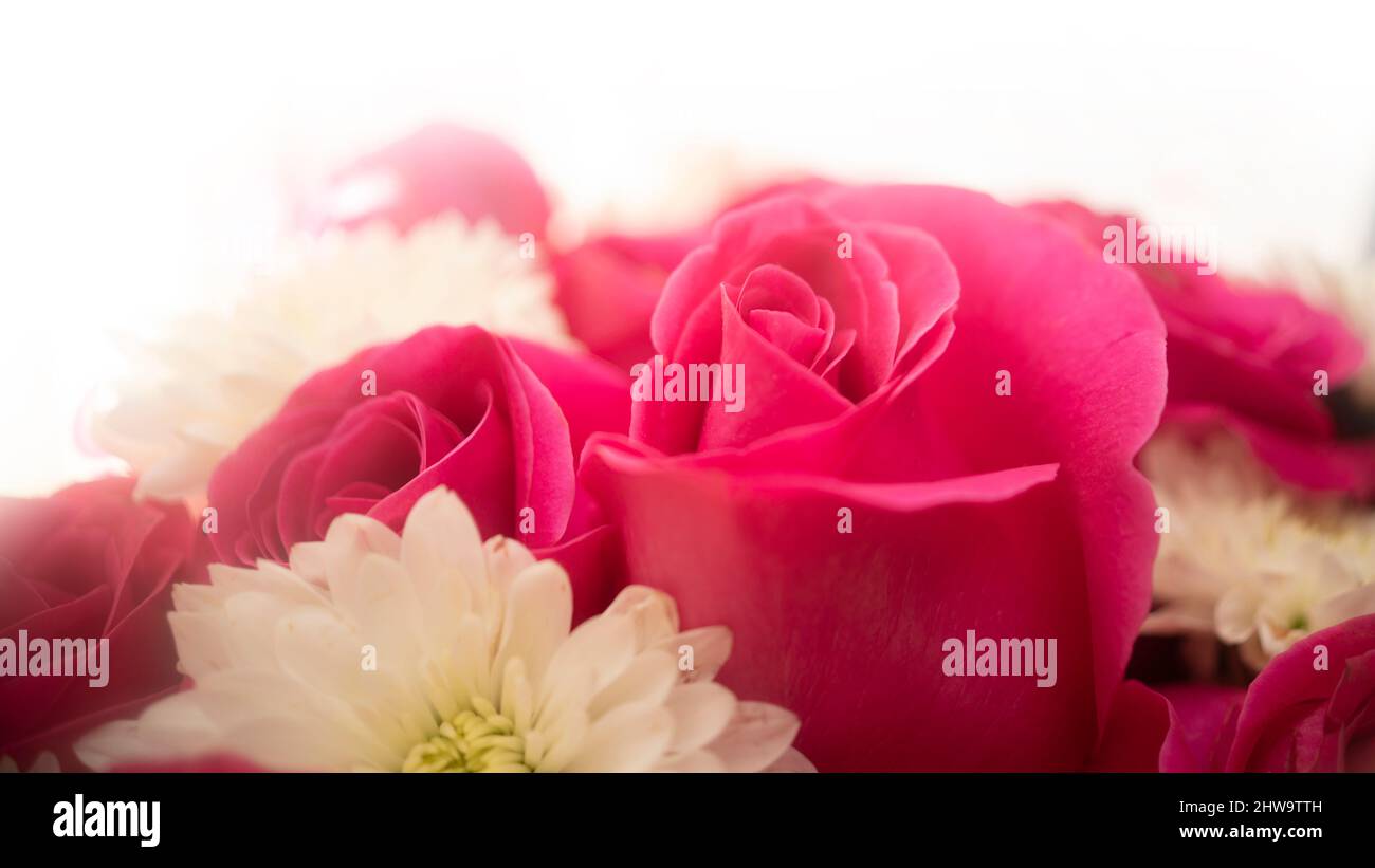 Gros plan sur la rose au centre d'un bouquet de fleurs roses et blanches sur fond blanc Banque D'Images