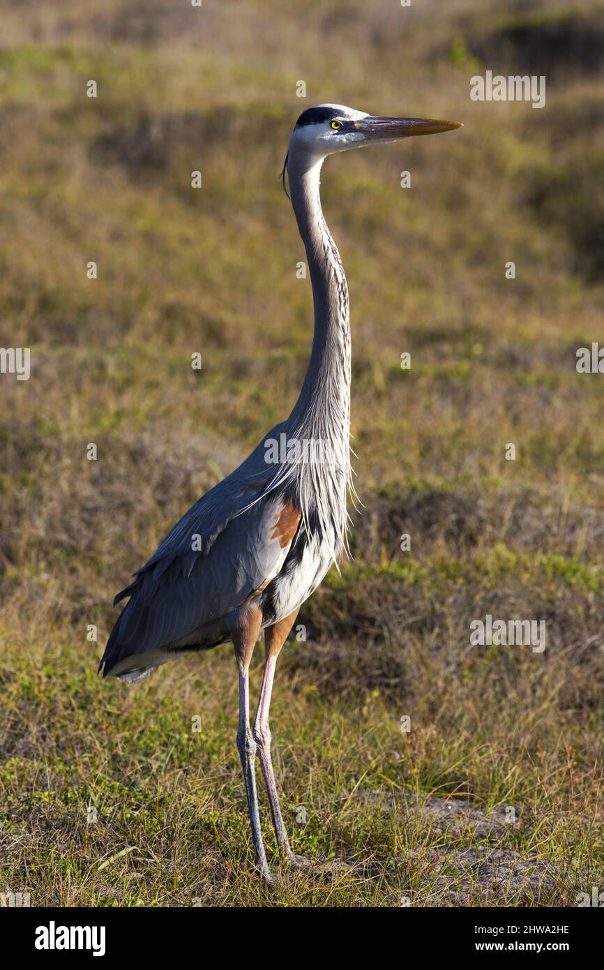 Blue egret Banque de photographies et d'images à haute résolution - Alamy