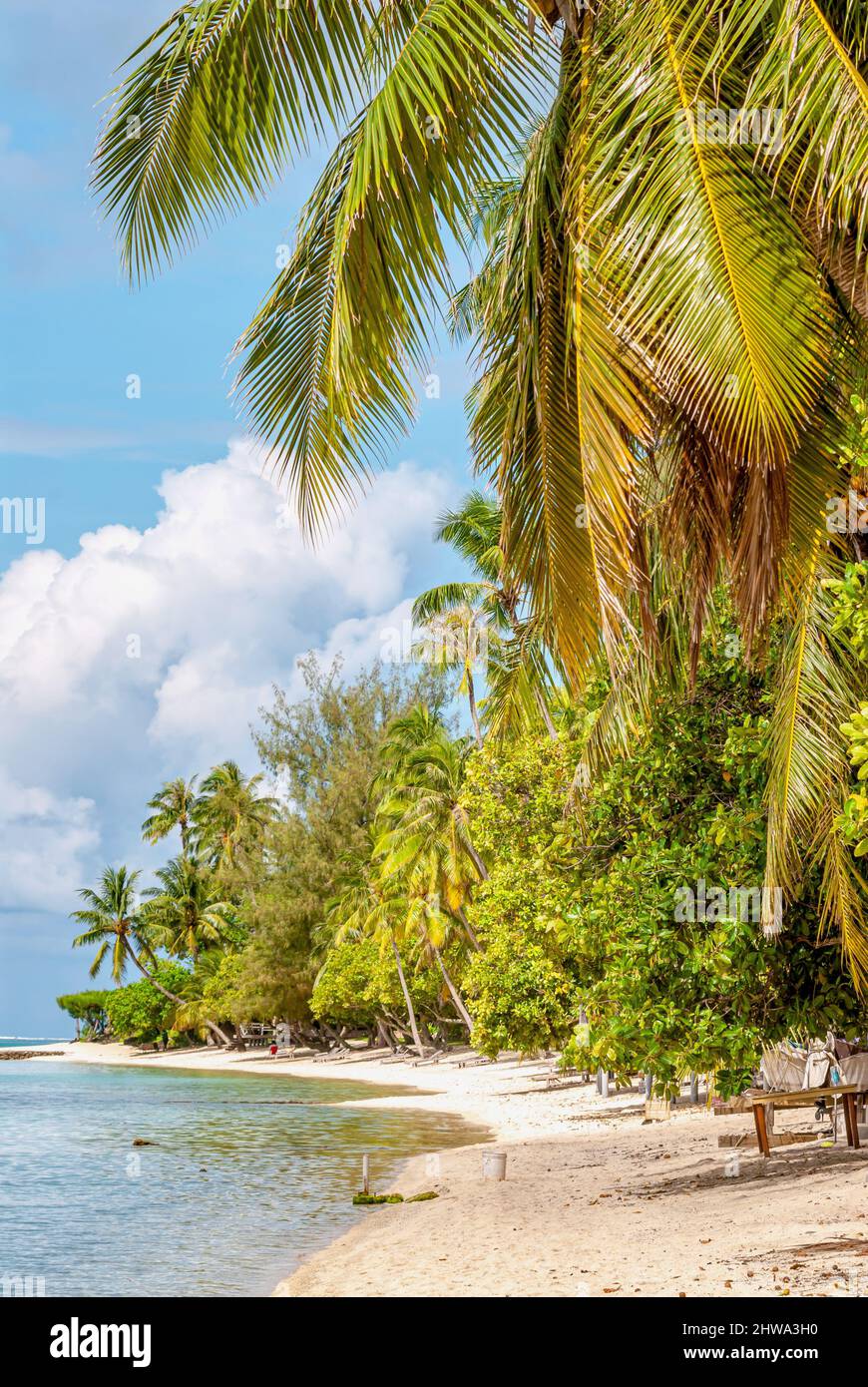 Plage pittoresque de palmiers sur l'île de Bora Bora, Polynésie française Banque D'Images