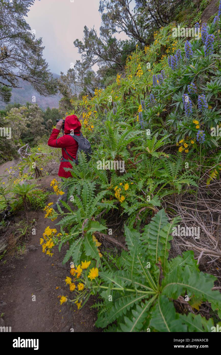 tour de joyaux (Echium wildpretii), randonneur au parc national de Garajonay avec des chartes de maïs en fleurs et des tours de joyaux, îles Canaries, la Banque D'Images