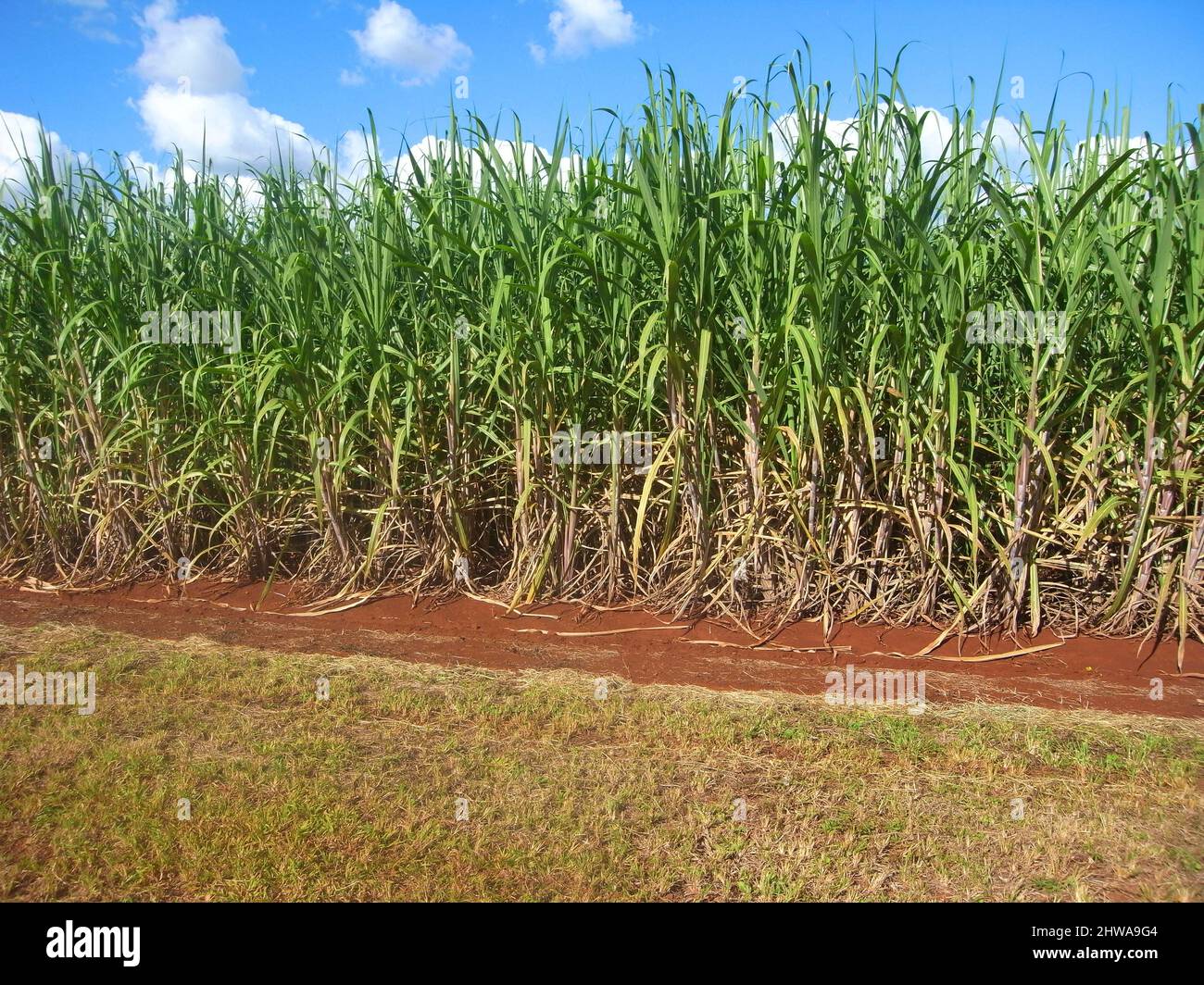 Canne à sucre (Saccharum officinarum), plantation de canne à sucre, Australie, Queensland Banque D'Images