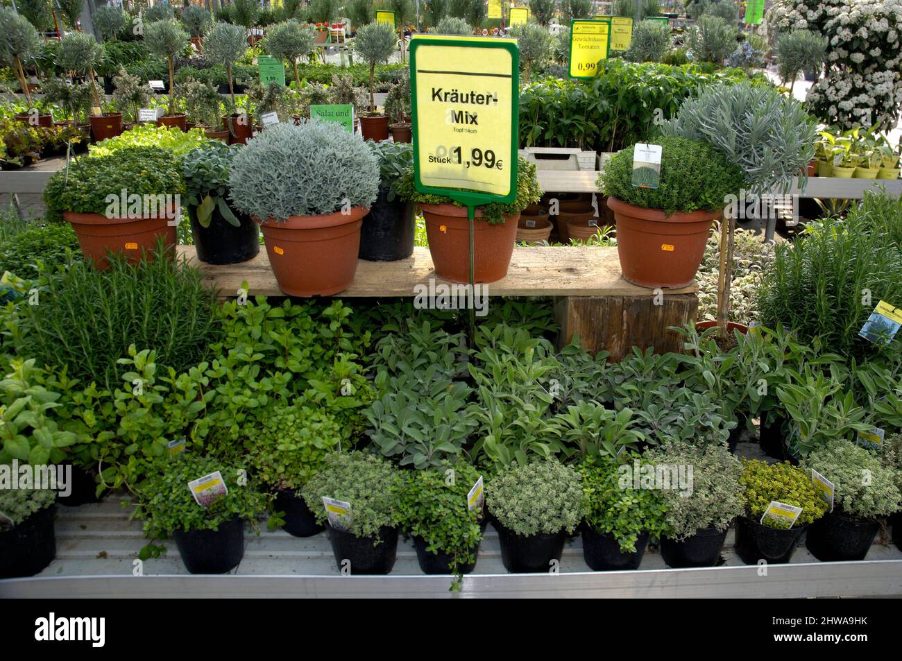 Herbes à vendre dans un centre de jardin, Allemagne Banque D'Images