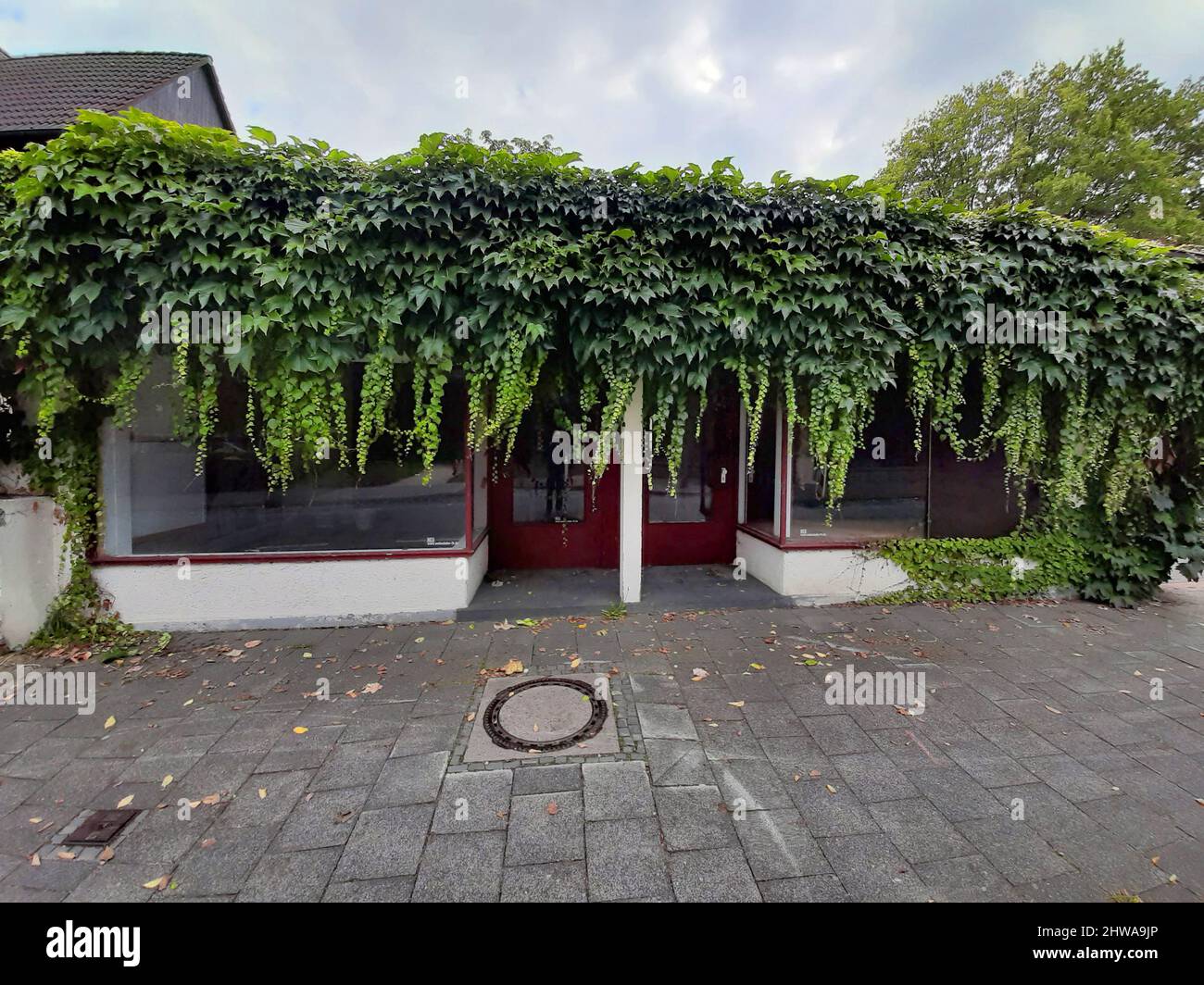 Boston ivy, super-réducteur japonais (Parthenocissus tricuspidata), boutique libre surcultivée avec ivy, Allemagne Banque D'Images