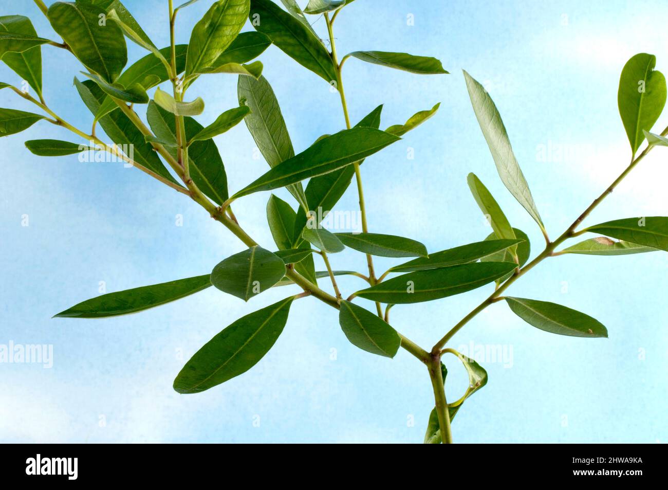 Yerba mate, thé du Paraguay (Ilex paraguariensis, Ilex paraguayensis), branche contre ciel bleu Banque D'Images