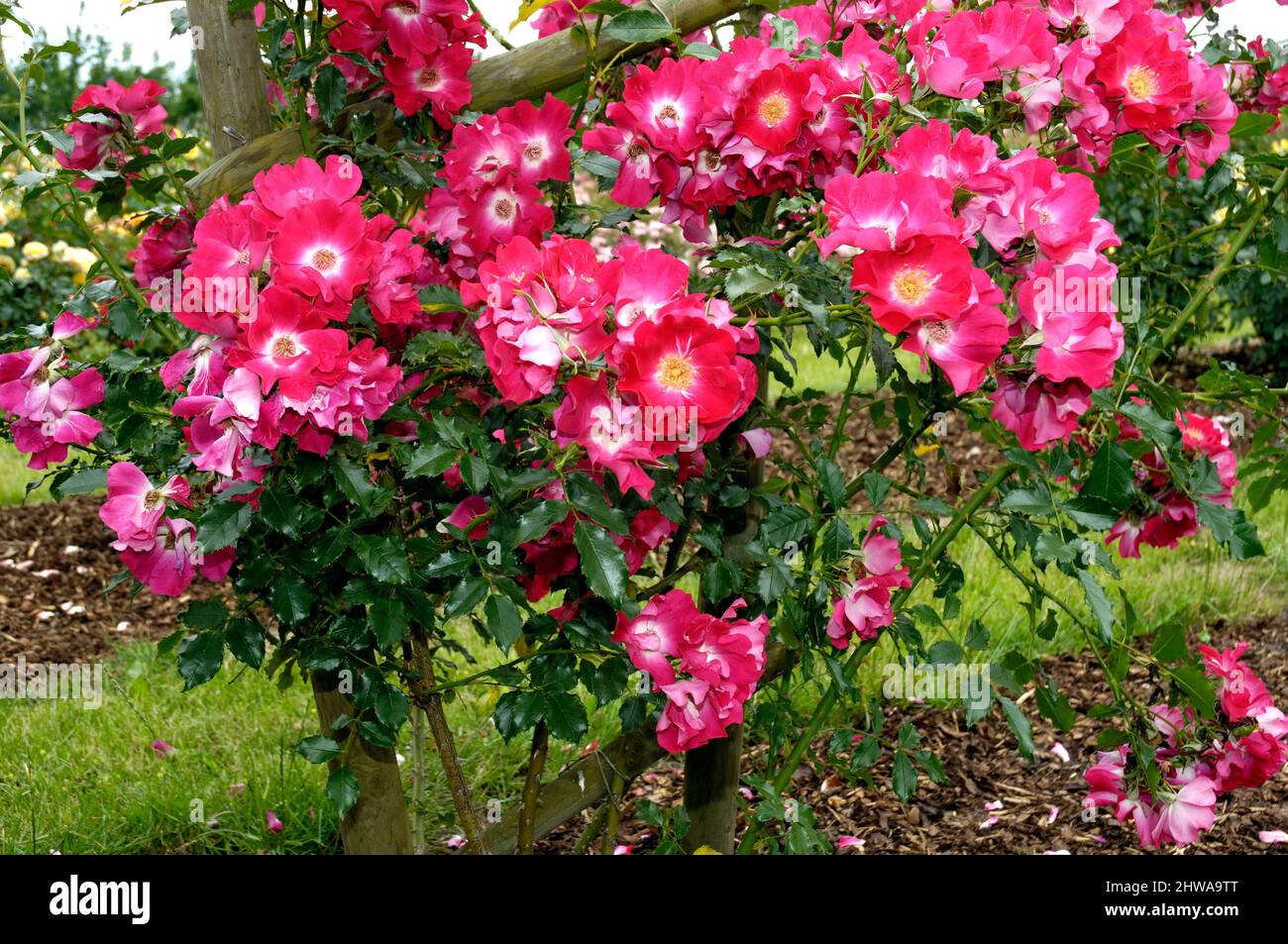 Rose ornementale (Rosa 'Dortmund', Rosa Dortmund), rose grimpante du cultivar Dortmund Banque D'Images