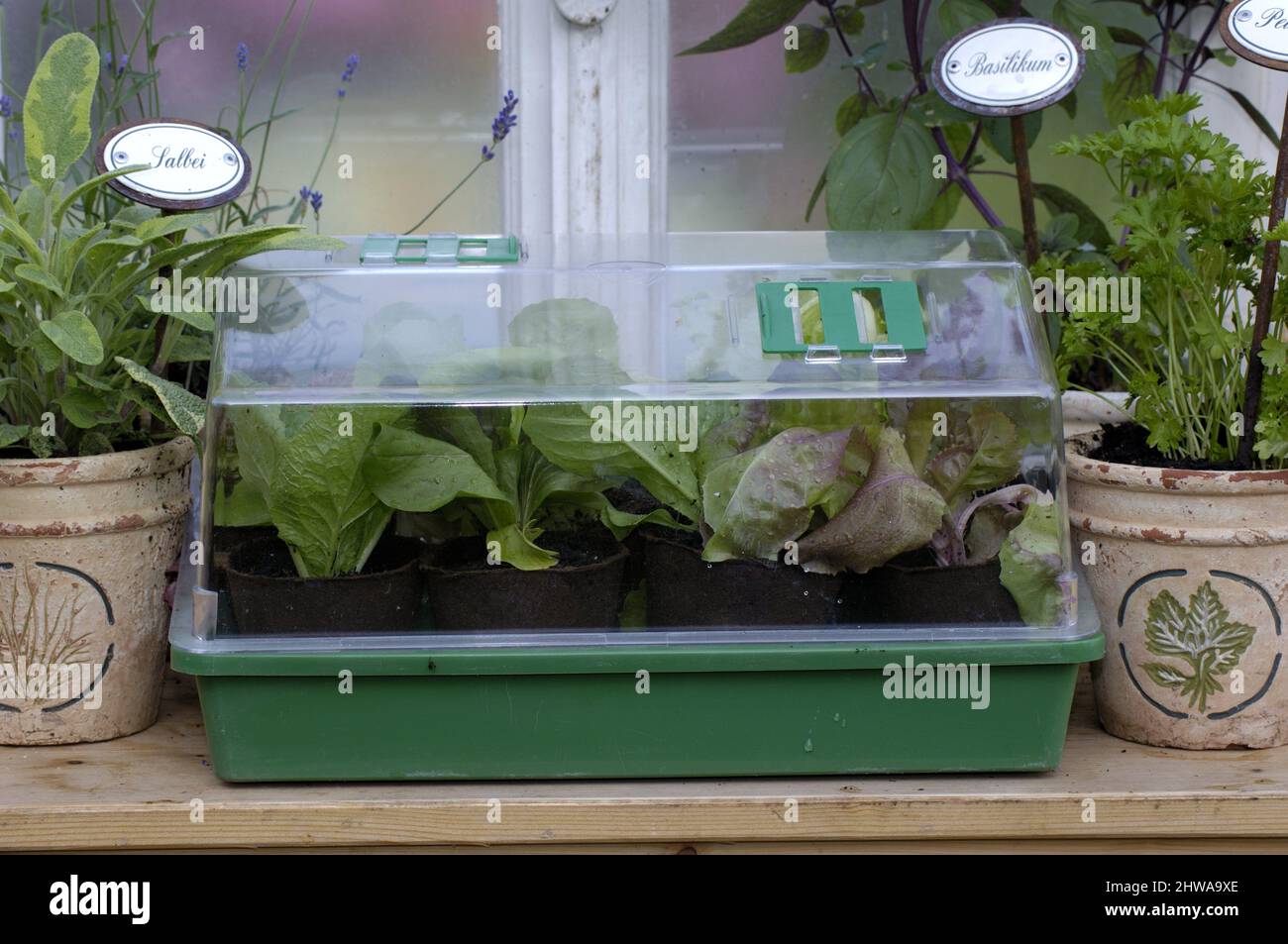 Laisse avec plusieurs herbes et de jeunes plantes végétales dans une serre miniature, Allemagne Banque D'Images