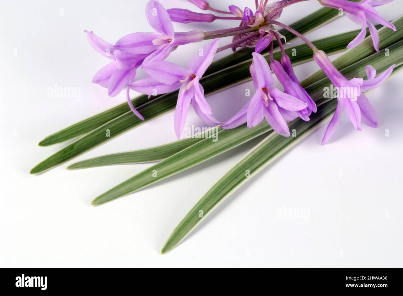 Société ail, Agapanthus rose, ail sauvage, ail doux, bulbes de printemps (Tulbaghia violacea), feuilles et fleurs, coupées Banque D'Images