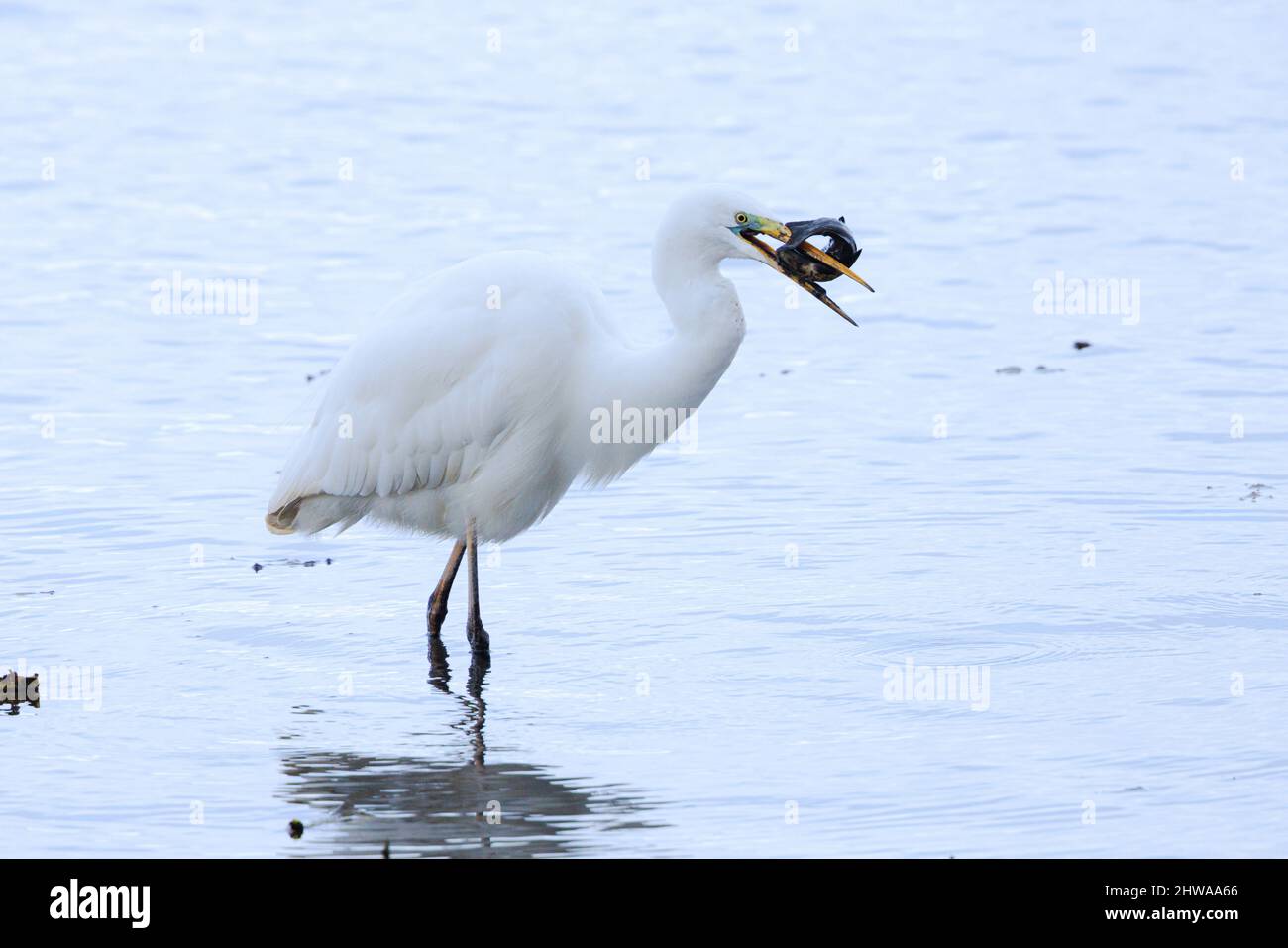 Grand aigrette, Grand Egrette blanc (Egretta alba, Casmerodius albus, Ardea alba), mangeant un tench taché de boue, Allemagne, Bavière, lac Chiemsee Banque D'Images