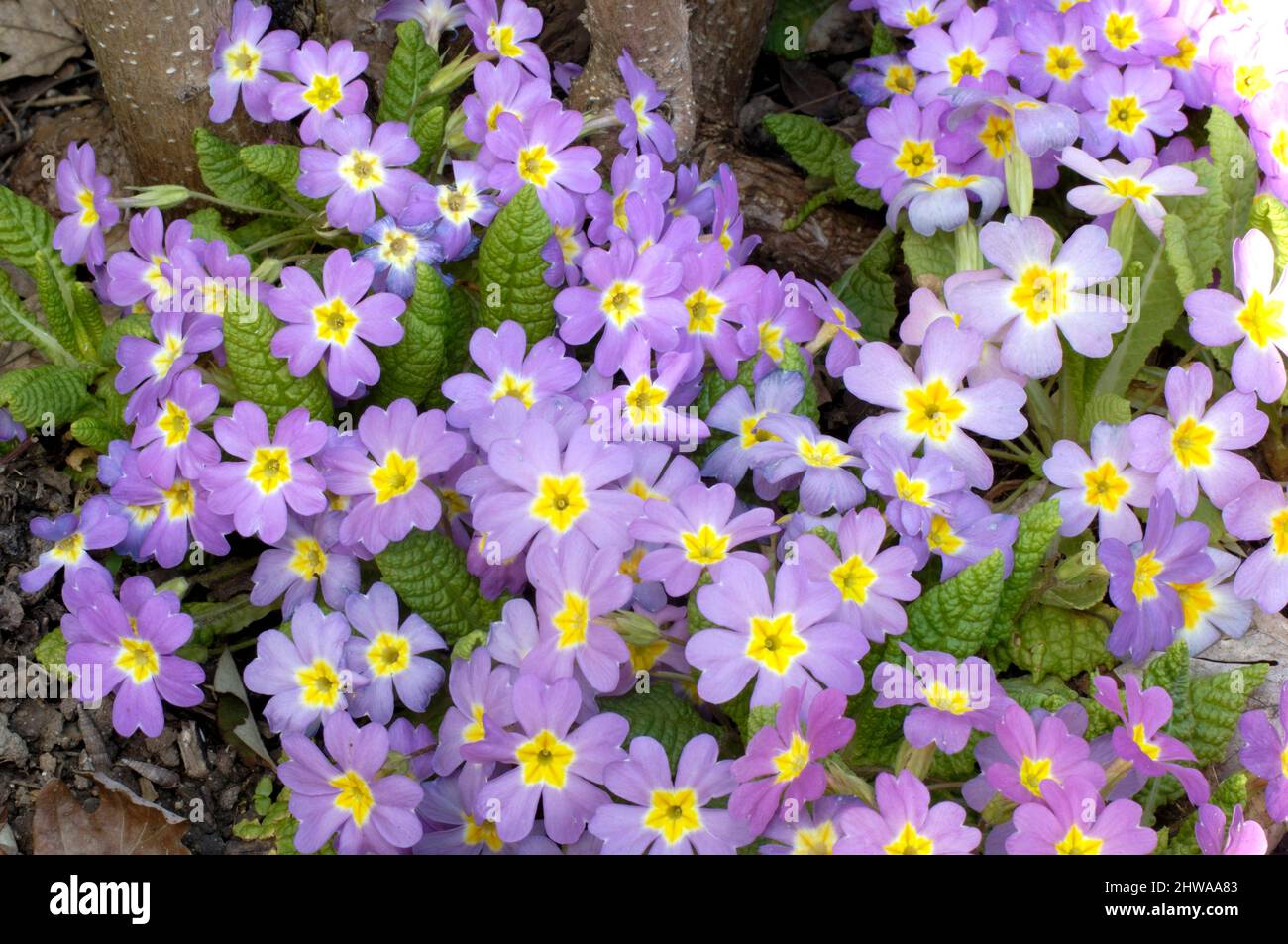 Vrai Français (primrose Primula acaulis, Primula vulgaris), blooming Banque D'Images